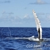 whale_humpback_h_00697_dom2766.jpg